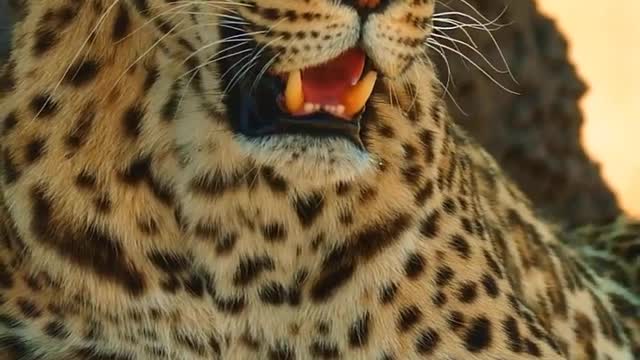 Leopard Resting After Hunting _ Africa _ Wildlife _ Wild Nature _ Wild Animal