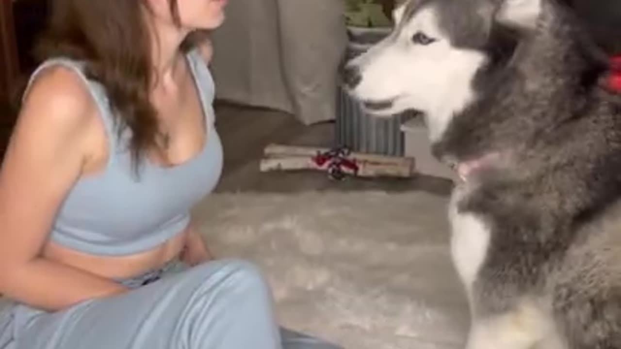 Husky ARGUES With Her Mom For TREATS!