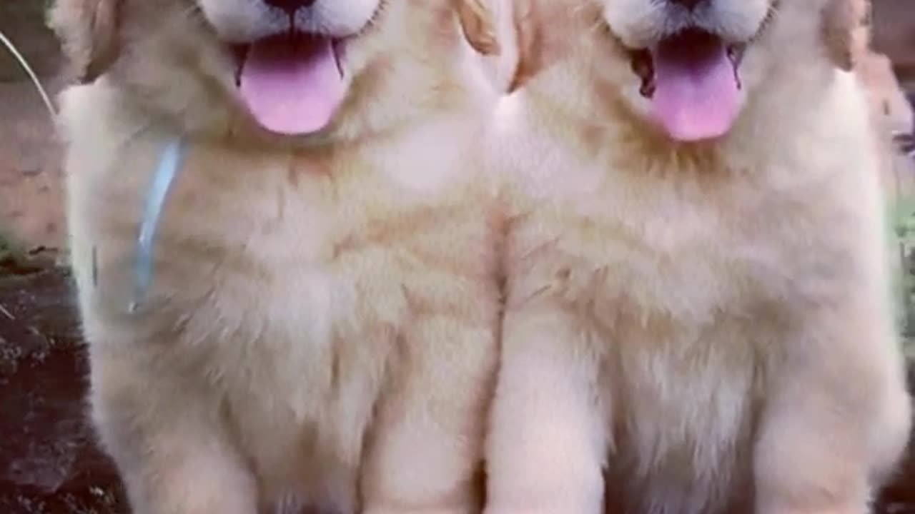 Fluffiest golden retriever puppies !