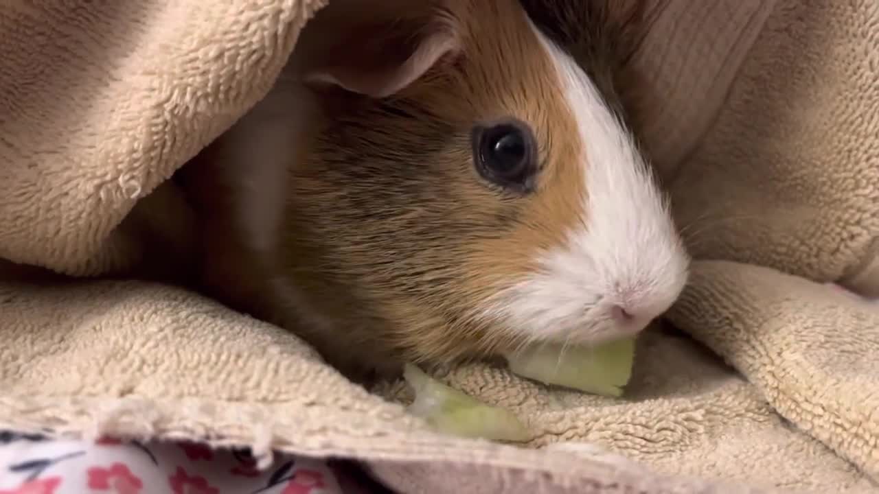 Guinea pig eating celery