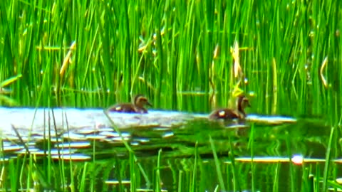 Mallard Duck Family