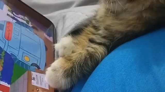 Kittens are having fun watching on their cellphones.