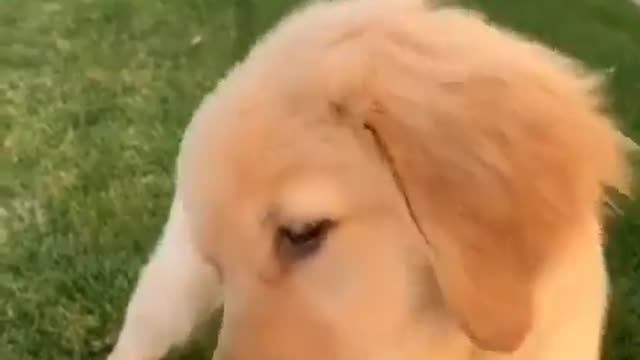 A dog eats ice cream in a funny way