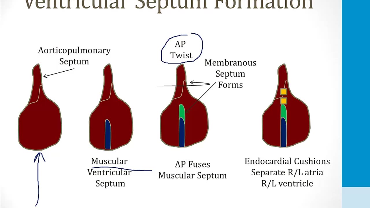 Cardiology - 7. The Developing Heart - 1.Cardiac Embryology