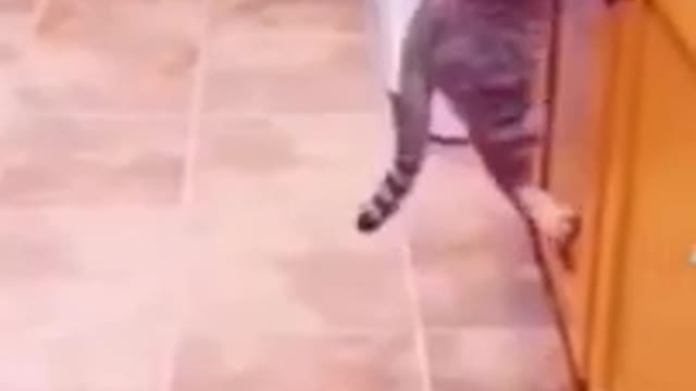 The Most Funny Cat Moments 007