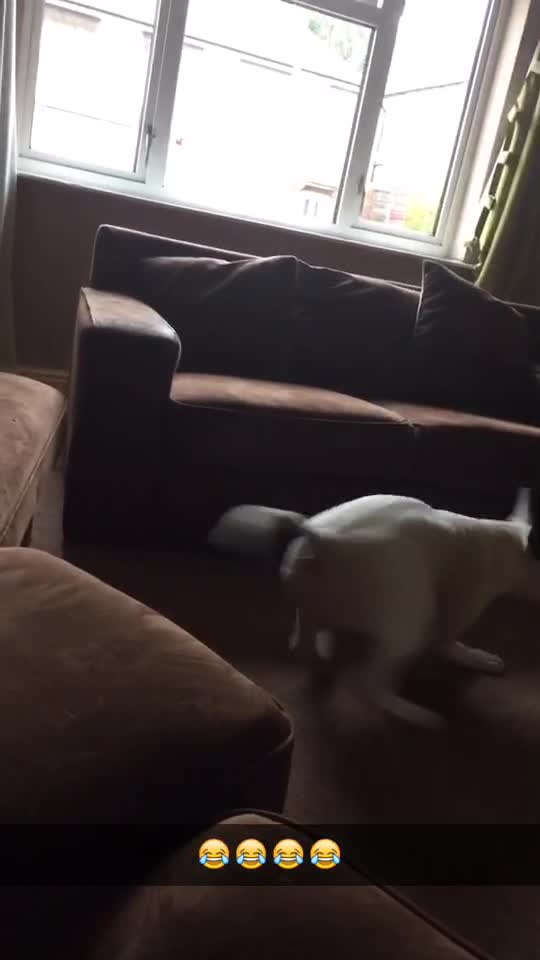 English bull terrier having fun