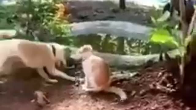 free fall 😸🙀🩹💓#animals #video shorts #funny animals video 😂