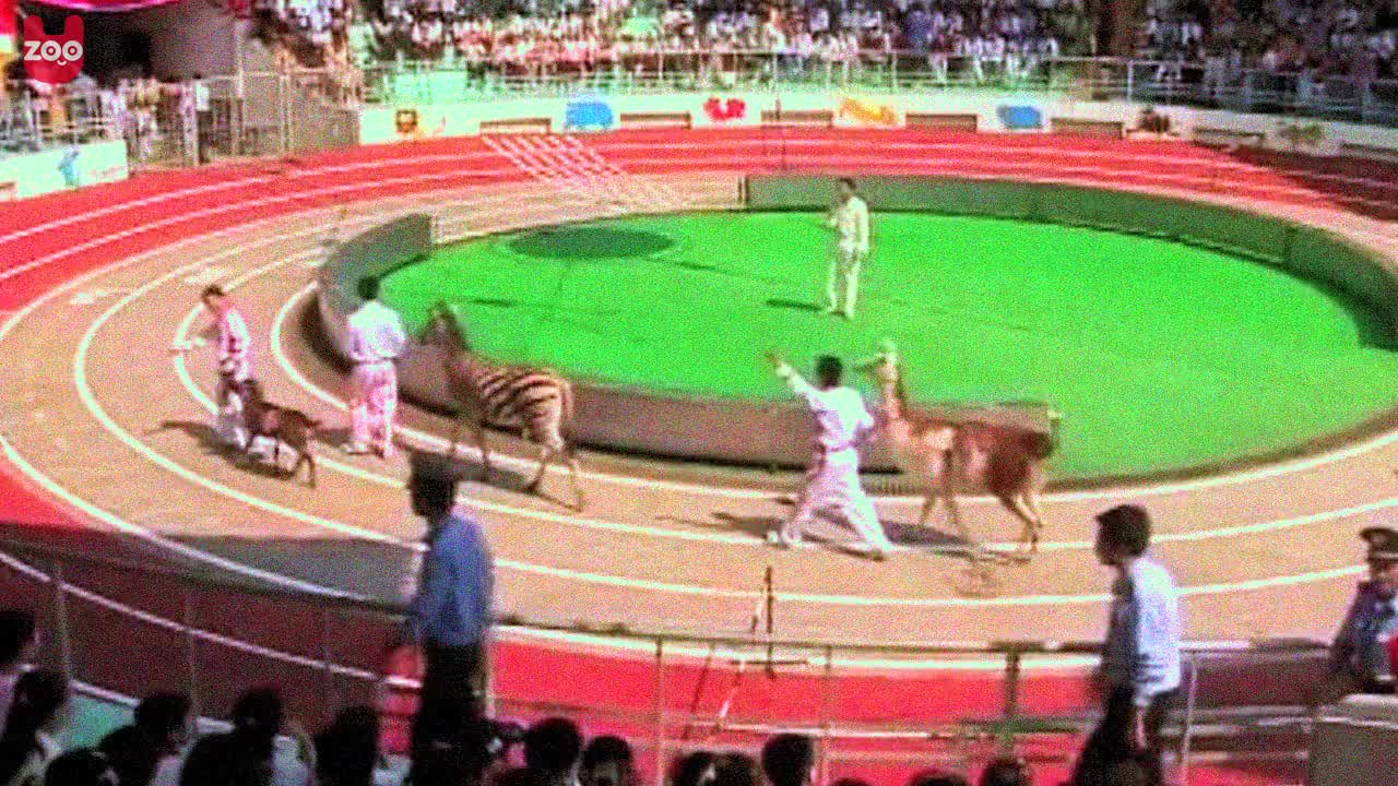 Animal Olympics