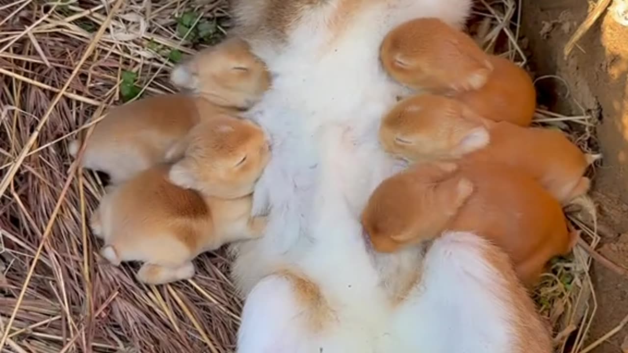 Witnessing the purest form of love as mama rabbit nourishes her little ones! 🐰💖