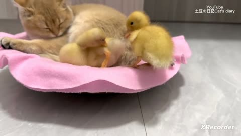 The kitten is a qualified mother duck