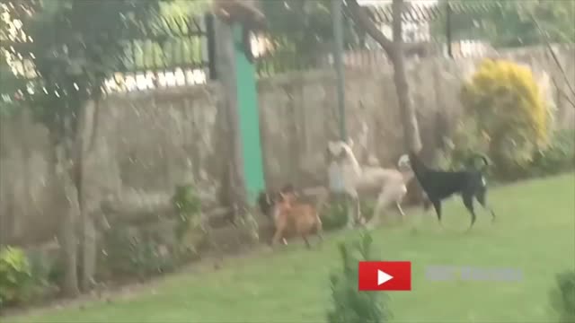 MONKEY 🐒 AnD DOG FIGHT FUNNY VIDEO | MONKEY TEASING DOG FUNNY VIDEO