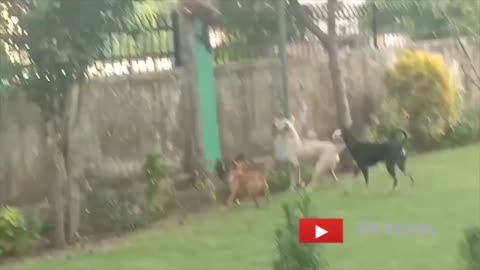 MONKEY 🐒 AnD DOG FIGHT FUNNY VIDEO | MONKEY TEASING DOG FUNNY VIDEO