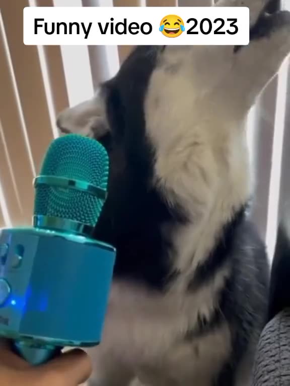 🤣cats or dogs? Whats you liked😺😺😺