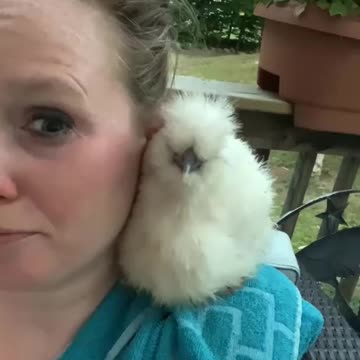 So cute silkie chicken