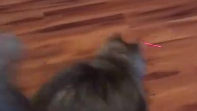 Cat Vs Laser Pointer 🐈 😂 - Funny Animal Reaction Videos