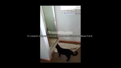 Funny Cats & Dogs Compilation