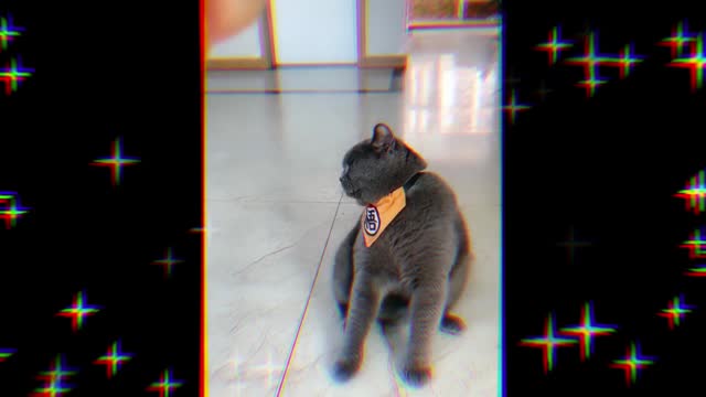As long as there are cookies! I can be a dog