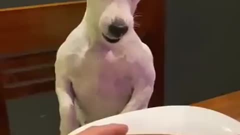 The funny dog is angry because of his food