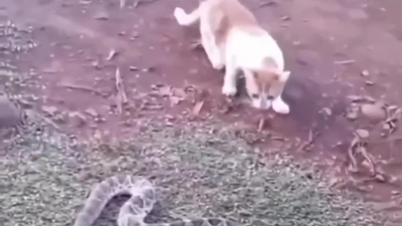 Funny animal vedio😅😅😅