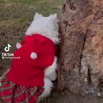 cute cat 🐈😺😺