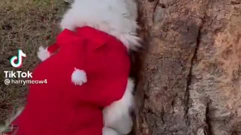 cute cat 🐈😺😺