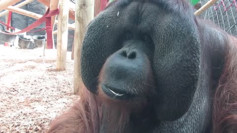 WEIRD MONKEY