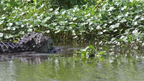 American Alligator downing a large fish in Florida wetlands