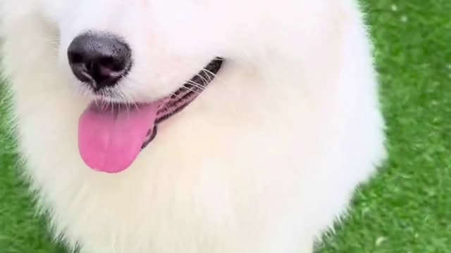 Cute precious vibe♥love you♥cute chilling dog #short♥Pls subscribe for more video♥Like♥comment♥♥♥