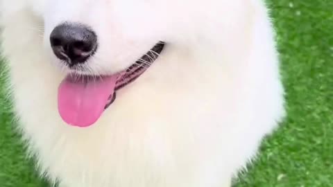 Cute precious vibe♥love you♥cute chilling dog #short♥Pls subscribe for more video♥Like♥comment♥♥♥