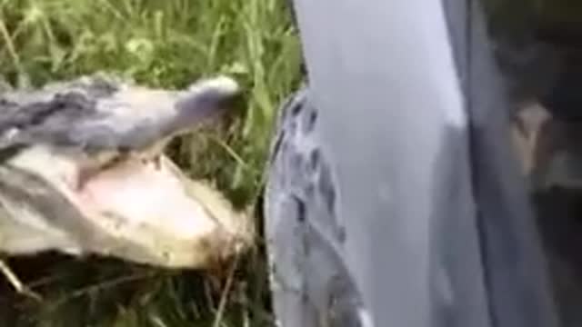 The crocodile clearly shows