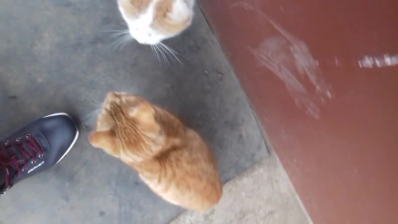 Cats are warming up