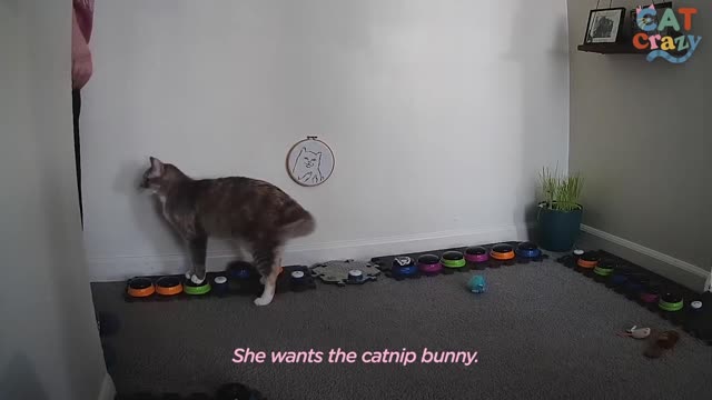 cat playing with toys