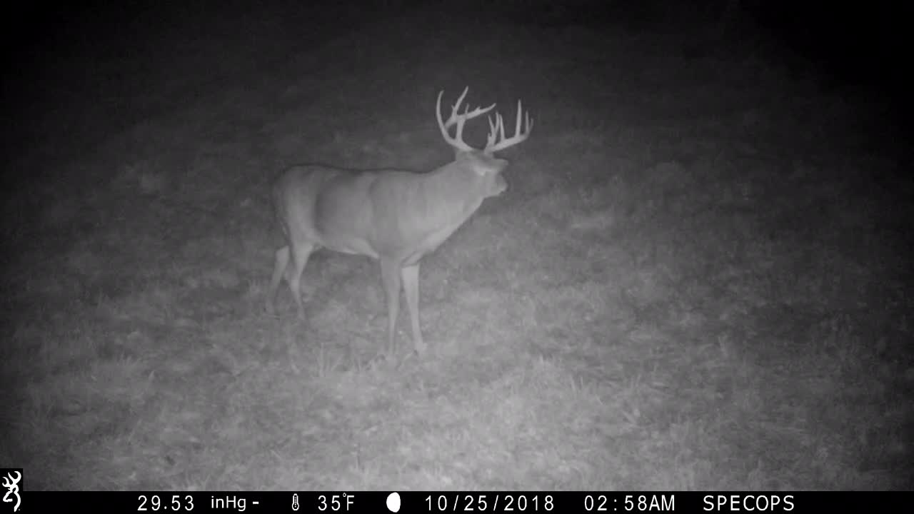 Nice Buck out for a 2 am snack