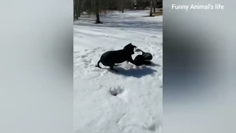 Funny cats and dogs compilation #5