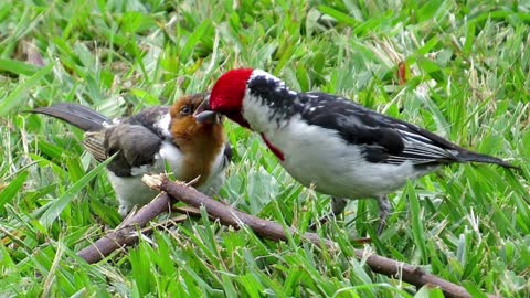 Birds of the Caatinga