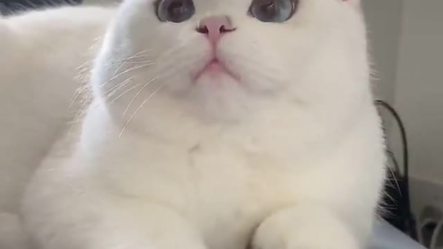 Cute Cats and Funny Animals Compilation 😹 Try Not To Laugh Challenge 💚 Cute Cat Land