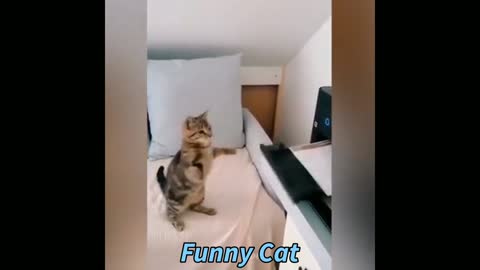 Funny dog, funny cats, funny video, funny animal, funnydogs