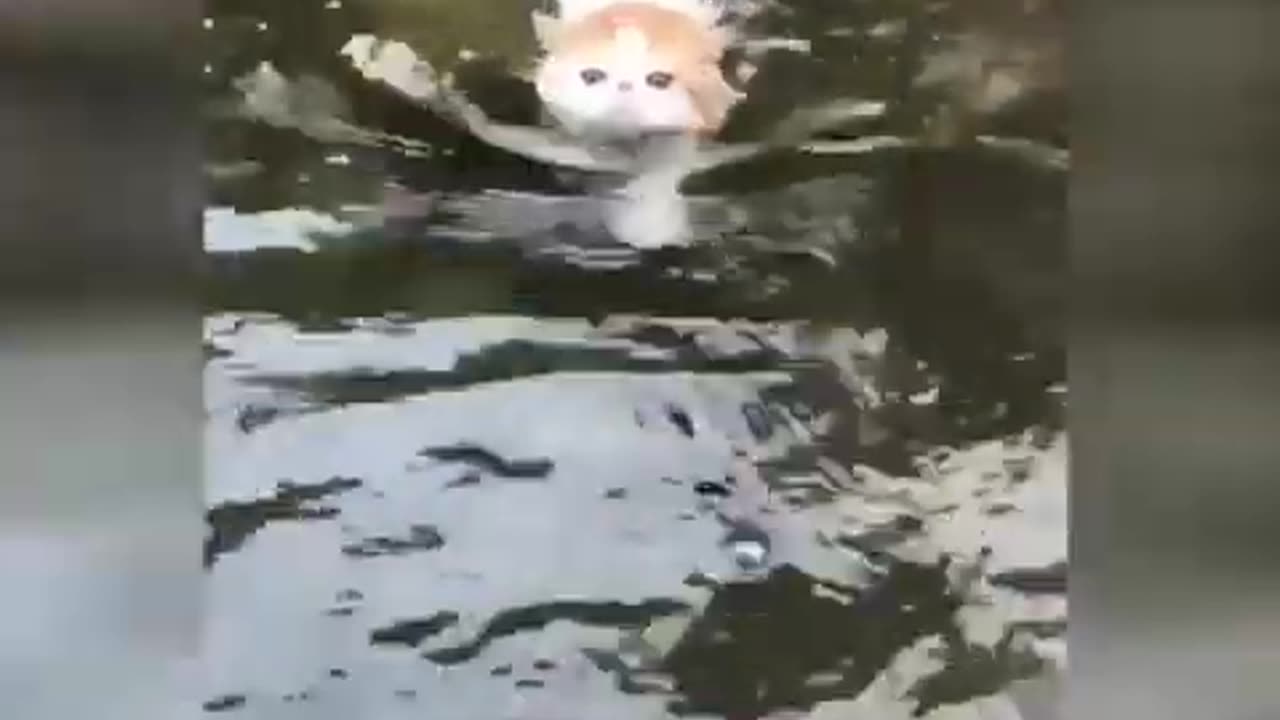 Funny animals video | Funny cat videos for cats😂