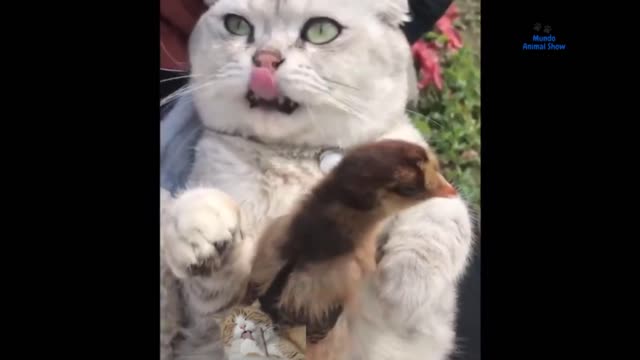 Latest version of the year|Funny Kittys | Interesting pet dogs and cats