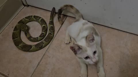 Cat Is Attacked By Snake