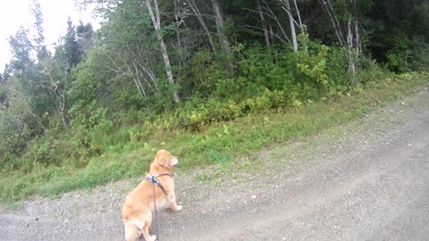 August 1st, 70º Flynn and I head North, garbage truck catches his attention