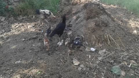 family of henss eating food