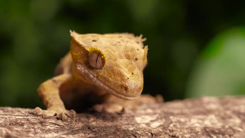 Watch delightful perspective on Gecko or reptile on a trunk