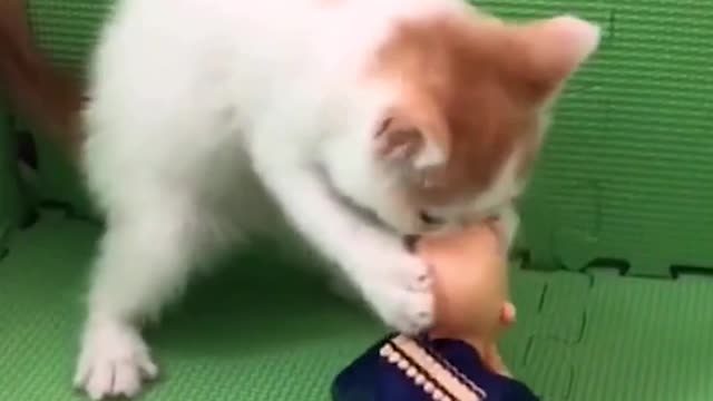 Funny Cat & Cute Videos Compilation #4 | Daily Funny Plox