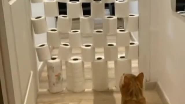 Cute Cat Easily Jump Over Obstacles part 1