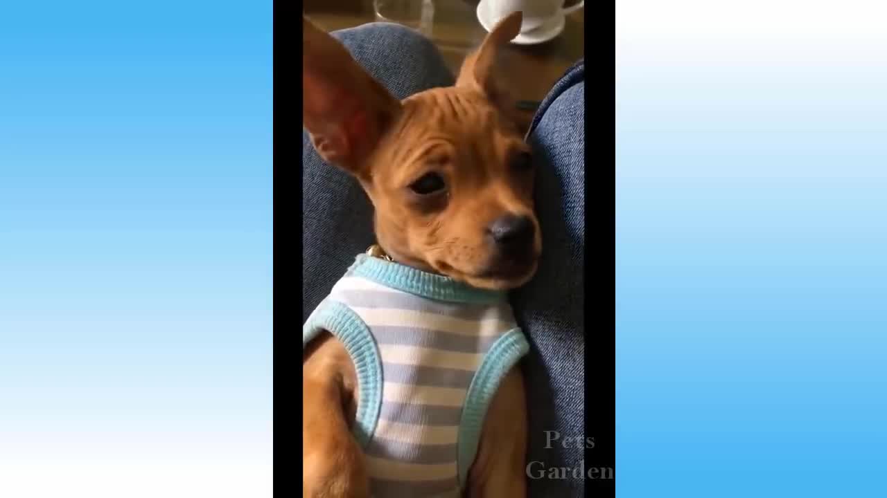 Funniest Pets.Funny Animals Compilation