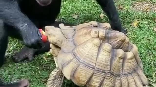 The chimpanzee is feeding the turtle