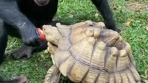 The chimpanzee is feeding the turtle