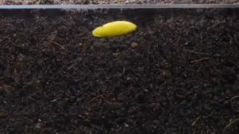 Rapid growth ketimun