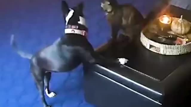 Animal funny videos|| viral funny videos|| animal viral comedy videos||trending animal video